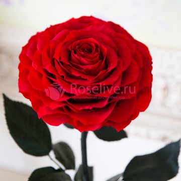 Роза в колбе XL "Red"