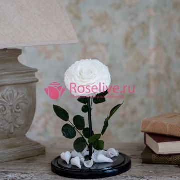 Роза L "White"